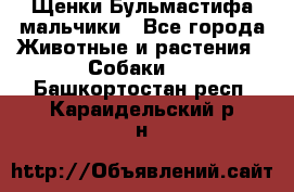 Щенки Бульмастифа мальчики - Все города Животные и растения » Собаки   . Башкортостан респ.,Караидельский р-н